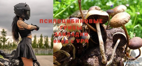 прущие грибы Новодвинск